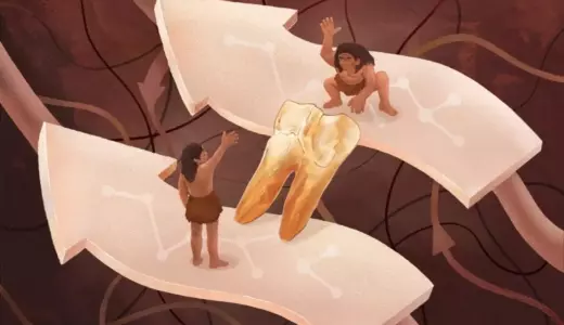 Белки эмали Homo erectus связали древних людей с денисовцами и современными людьми