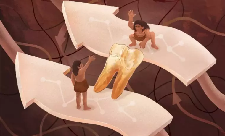 Белки эмали Homo erectus связали древних людей с денисовцами и современными людьми