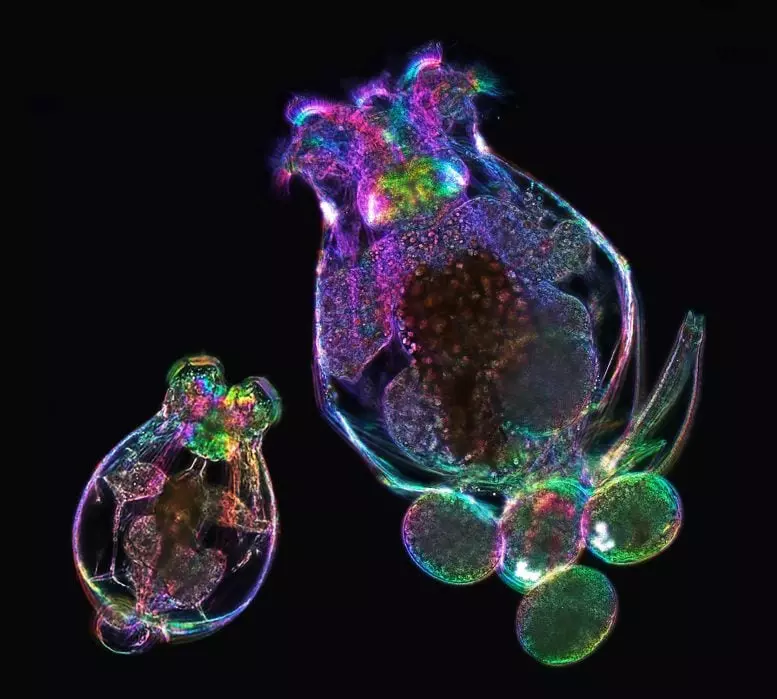 Самка коловратки Brachionus manjavacas и потомство