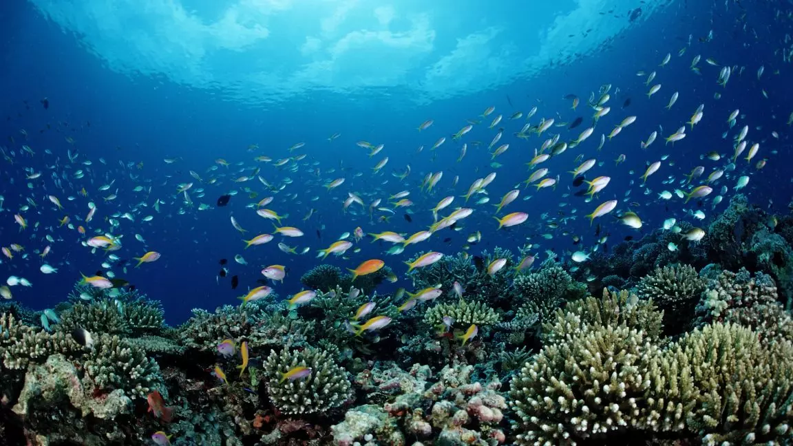 Морская экосистема