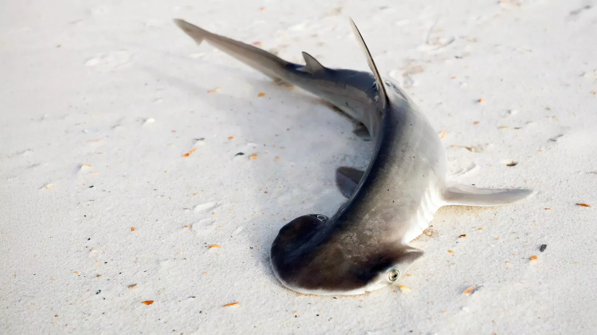 Bonnethead shark
